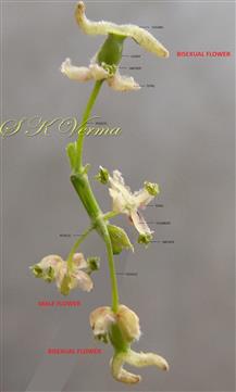  Male and Bisexual flowers